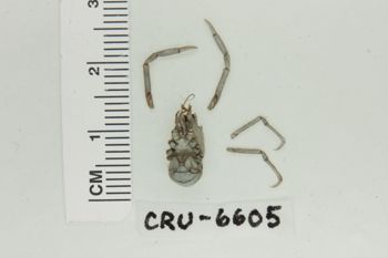 Media type: image;   Invertebrate Zoology CRU-6605 Description: Preserved specimen.;